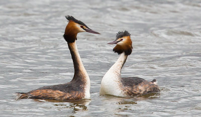 great_crested_grebe