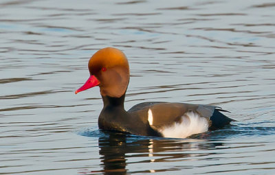 red_crested_pochard