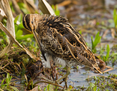 Snipe