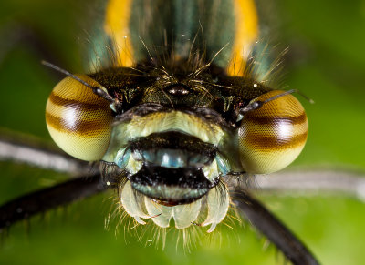 damselfly