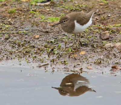 Common Sandpiper