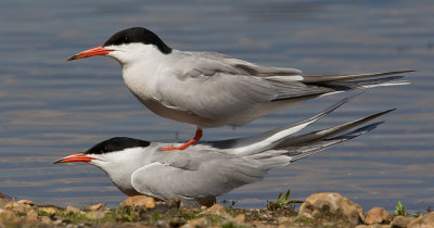 Common Tern