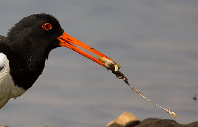 Oystercatcher