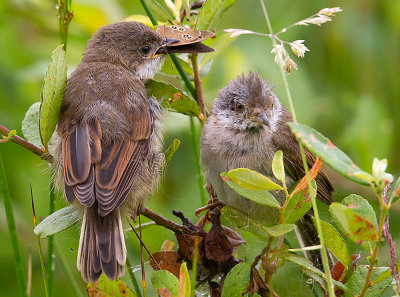 whitethroat