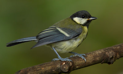 great_tit