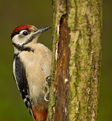 great_spotted_woodpecker
