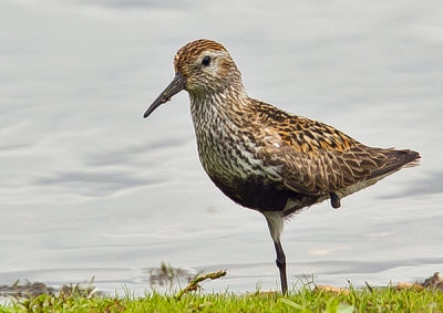 dunlin