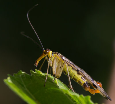 Male Scorpion Fly
