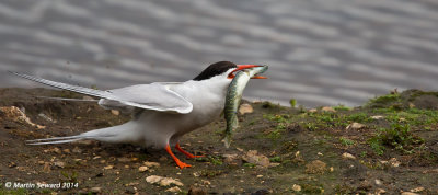 common_tern