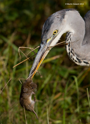 heron