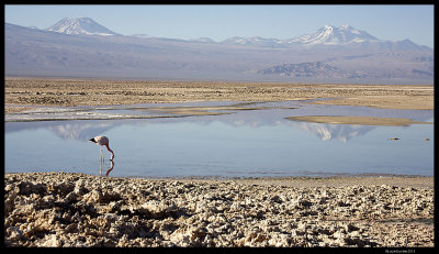 Salar de Atacama 4