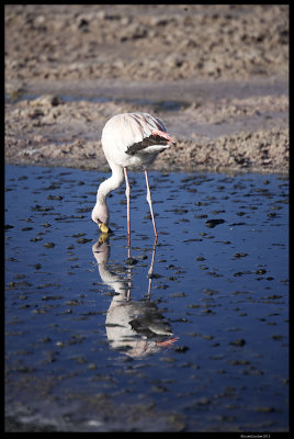 Salar de Atacama 6