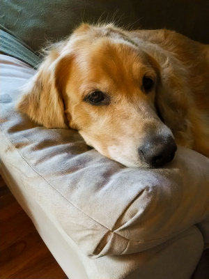 Sweet Golden Casey