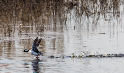 Bufflehead_pbase.jpg