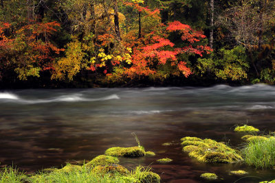 Day 8 White Branch and McKenzie River