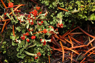 British Soldier Lichen