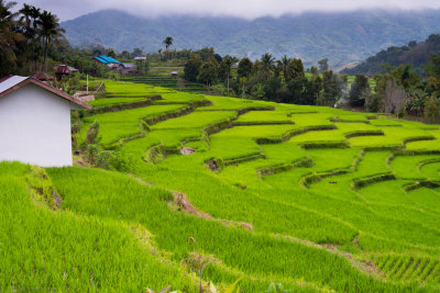 Indonésie-rizières