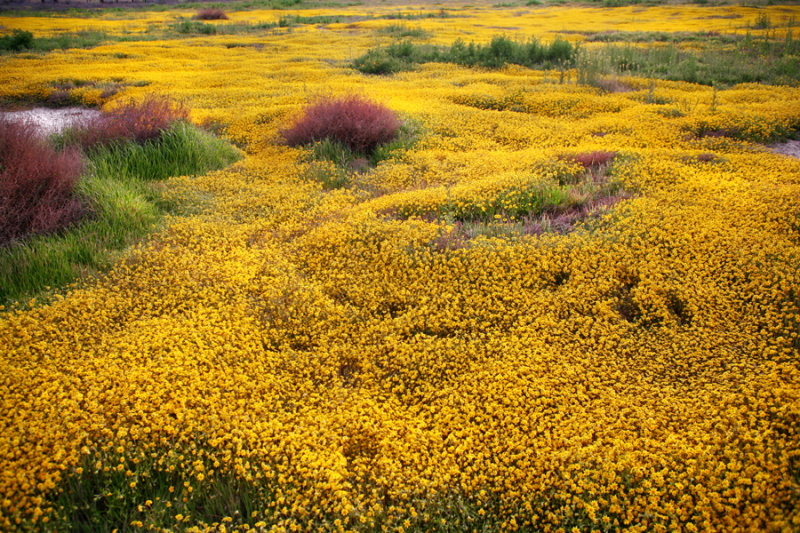 rhett_flowers