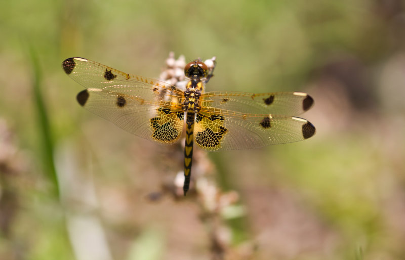 Calico Pennant 3.JPG