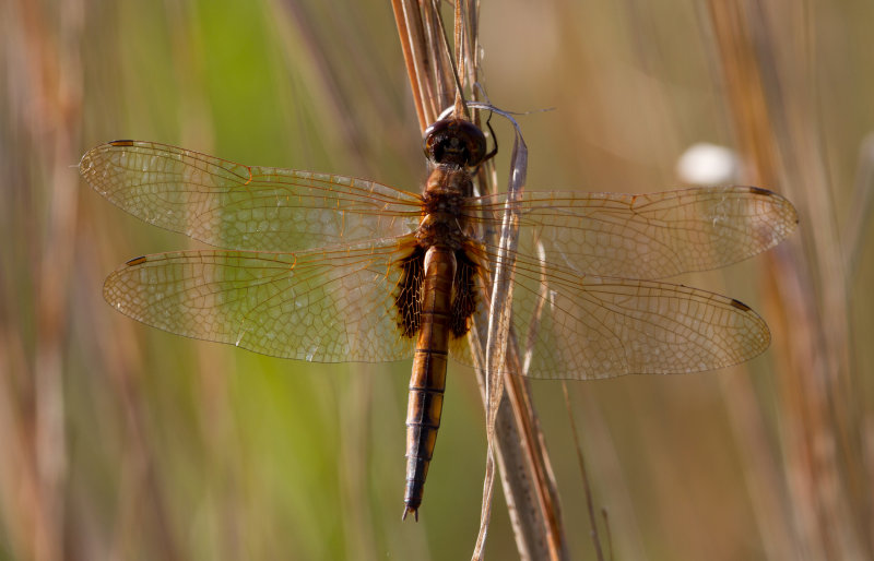 hyacinth glider.JPG