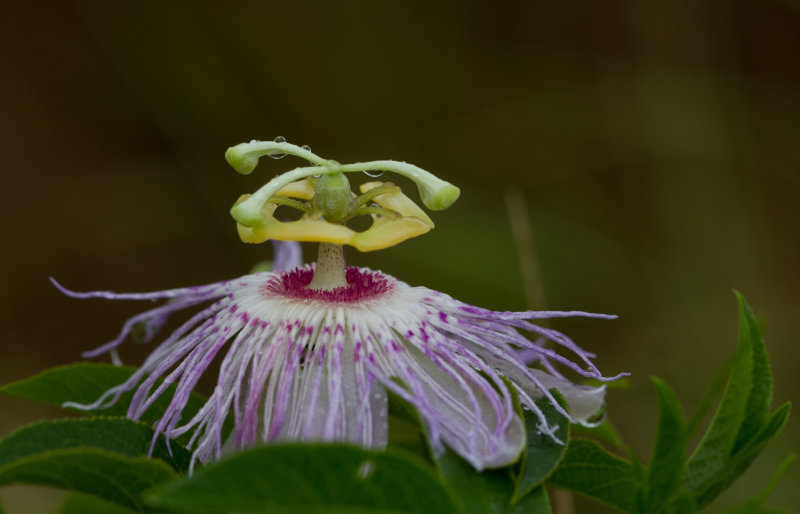 Passion Flower 2.JPG