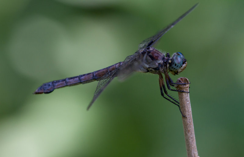 Great Blue Skimmer female.JPG