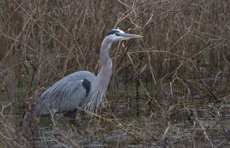 Great Blue Heron.JPG