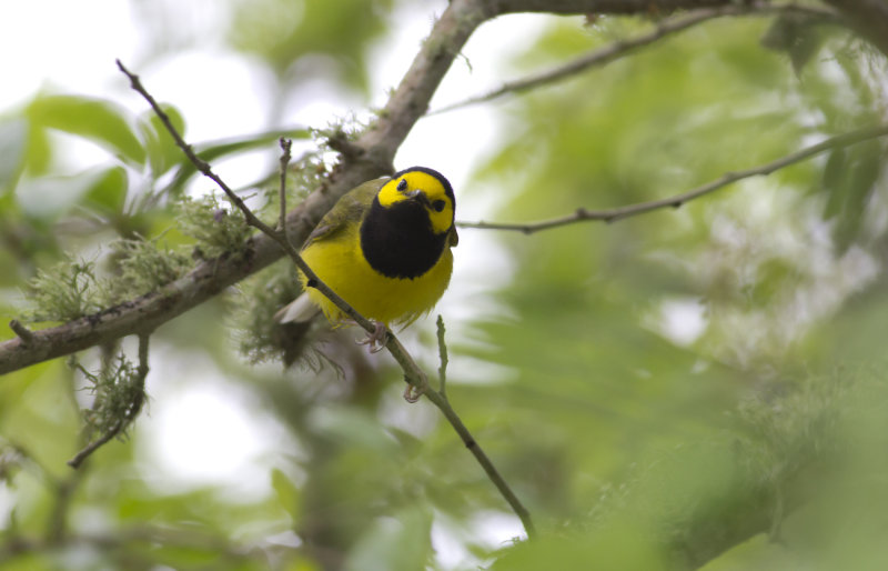 Hooded Warbler 2.JPG