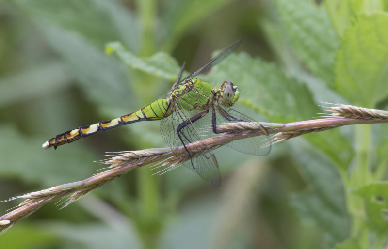 Eastern Pondhawk.JPG