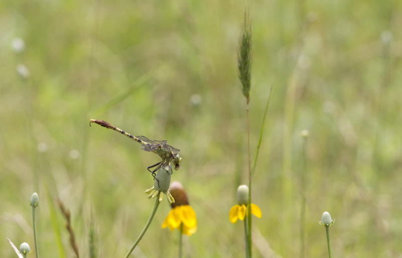 Jade Clubtail 3.JPG