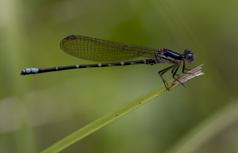 Blue-ringed Dancer.JPG