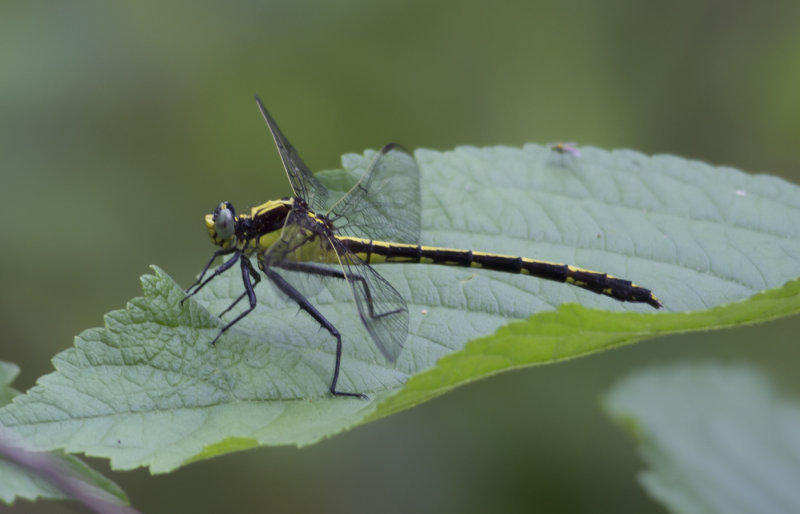 Black-shouldered Spinyleg.JPG