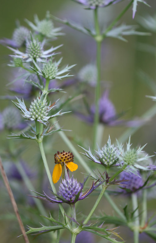 Eryngo and Mexican-hat.JPG