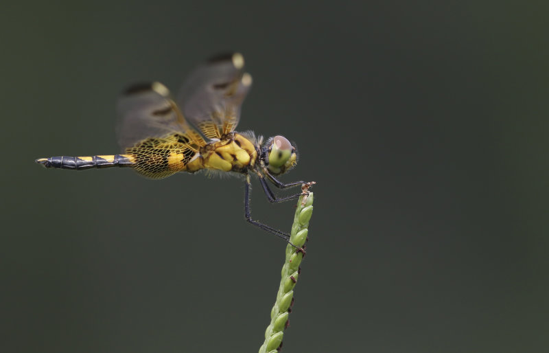 Calico Pennant 5.JPG