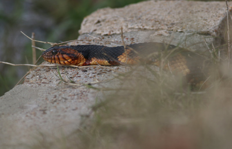 Broad-banded Watersnake.JPG