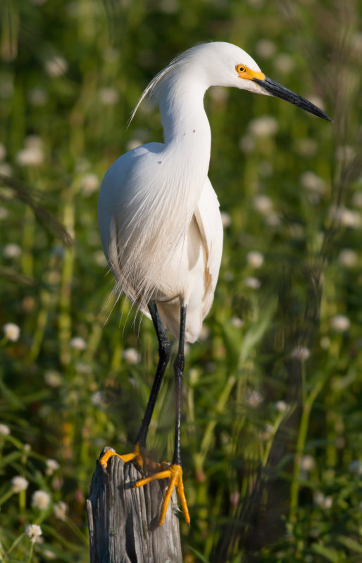 Snowy Egret.jpg