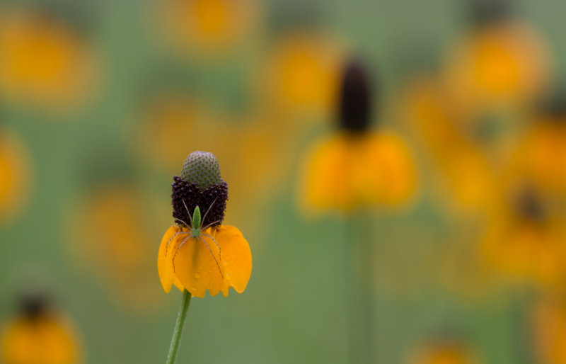 Green Lynx spider on flower.jpg