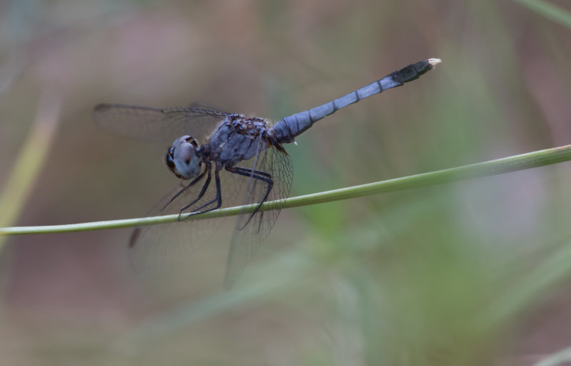 Little Blue Dragonlet.jpg