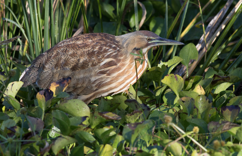 American Bittern 1.jpg