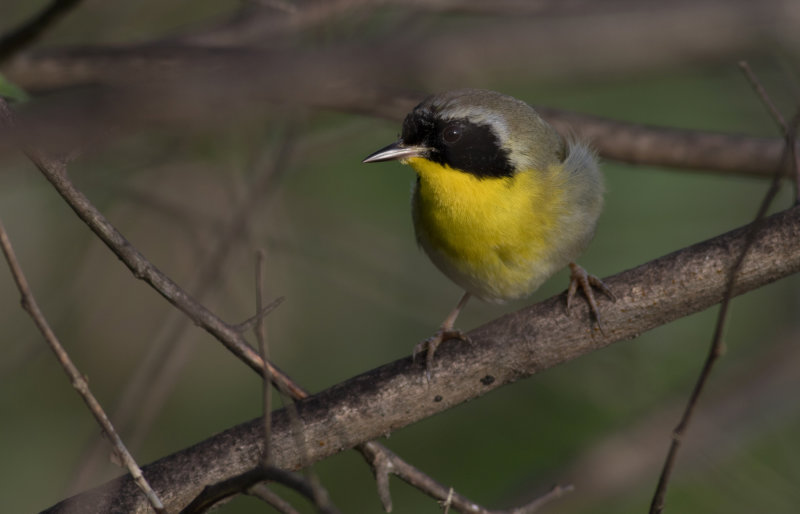 Common Yellowthroat 1.jpg