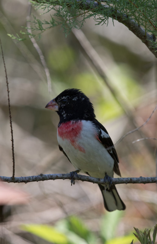 Rose-breasted Grosbeak 2.jpg