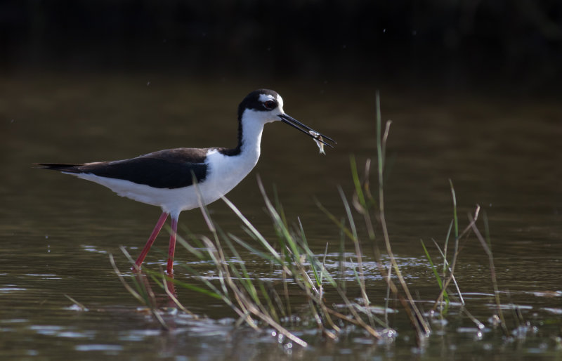 Black-necked Stilt.jpg