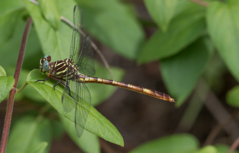 Broad-striped Forceptail.jpg