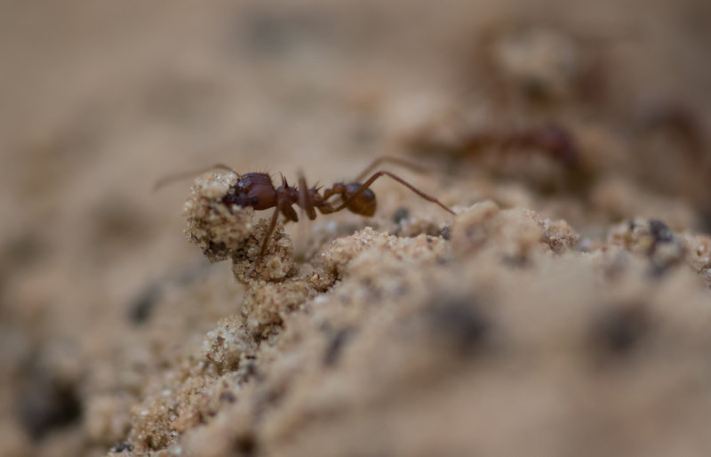 Leafcutter Ant 6.jpg