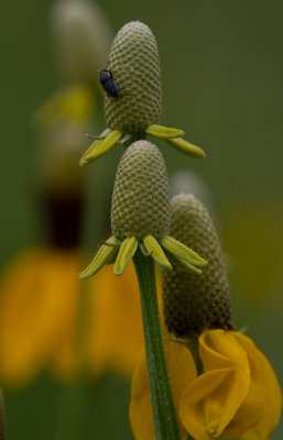 coneflower.JPG