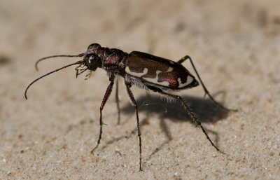 Tiger beetle 2.JPG