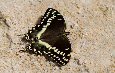 Palamedes Swallowtail 2.JPG