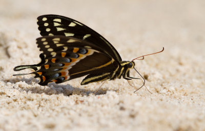 palemedes Swallowtail 1.JPG