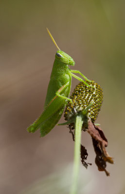 grasshopper 2.JPG