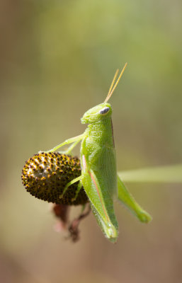 grasshopper 1.JPG